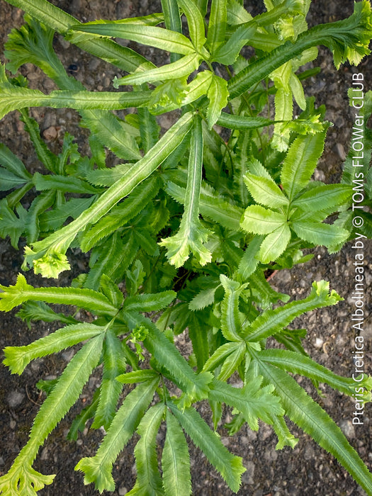 Pteris Cretica Albolineata, Silver Ribbon fern, organically grown tropical plants for sale at TOMs FLOWer CLUB.