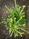 Pteris Cretica Albolineata, Silver Ribbon fern, organically grown tropical plants for sale at TOMs FLOWer CLUB.
