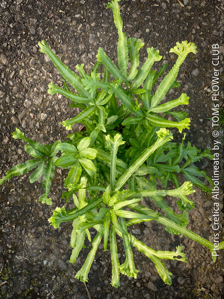 Pteris Cretica Albolineata, Silver Ribbon fern, organically grown tropical plants for sale at TOMs FLOWer CLUB.
