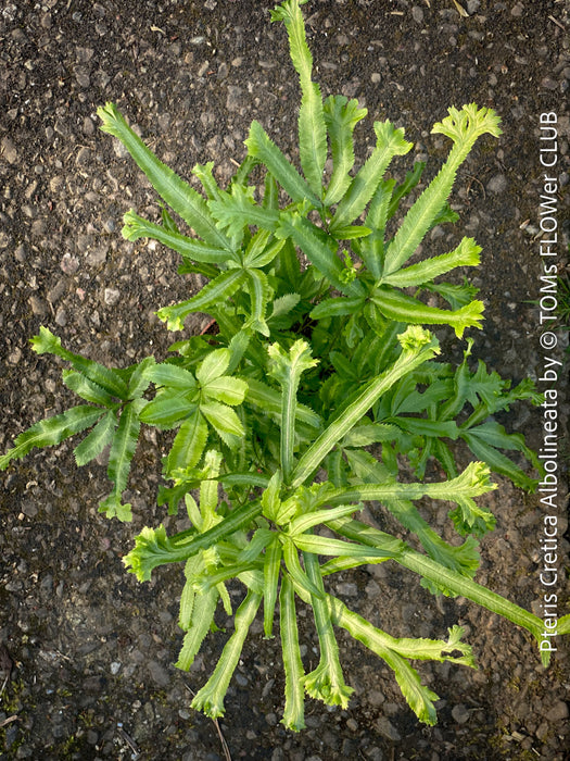 Pteris Cretica Albolineata, Silver Ribbon fern, organically grown tropical plants for sale at TOMs FLOWer CLUB.