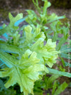 Fresh green indoor fern plant Pteris cretica TOMs FLOWer CLUB