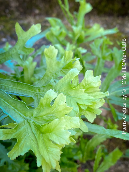 Fresh green indoor fern plant Pteris cretica TOMs FLOWer CLUB