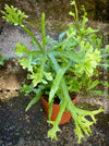 Fresh green indoor fern plant Pteris cretica TOMs FLOWer CLUB