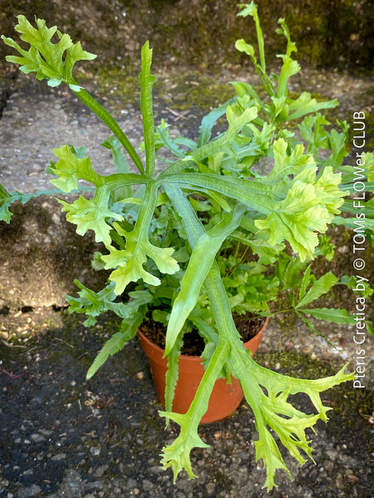 Fresh green indoor fern plant Pteris cretica TOMs FLOWer CLUB