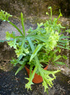Cretan brake fern in pot indoor plant TOMs FLOWer CLUB