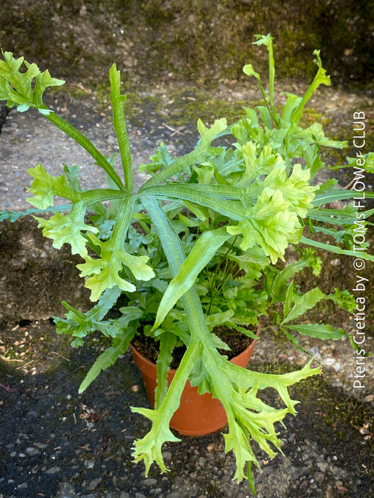 Cretan brake fern in pot indoor plant TOMs FLOWer CLUB