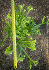 Elegant green fern leaves Pteris cretica close up TOMs FLOWer CLUB
