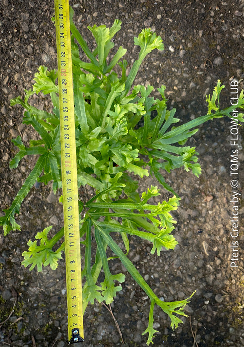 Elegant green fern leaves Pteris cretica close up TOMs FLOWer CLUB