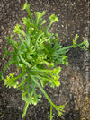 Pteris cretica indoor fern for sale at TOMs FLOWer CLUB