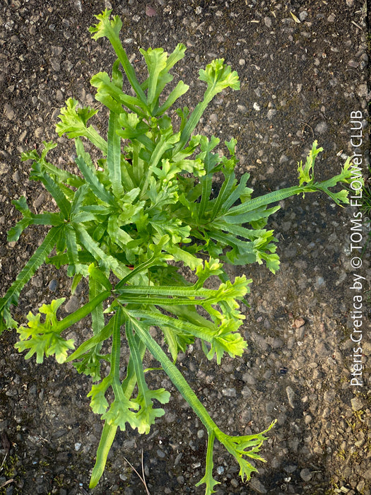 Pteris cretica indoor fern for sale at TOMs FLOWer CLUB