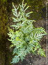 Detailed view of rare variegated Silver Lace Fern fronds, Pteris ensiformis Evergemiensis Silver for sale at TOMs FLOWer CLUB.