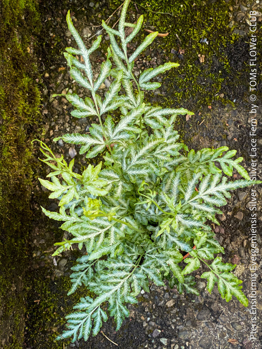 Detailed view of rare variegated Silver Lace Fern fronds, Pteris ensiformis Evergemiensis Silver for sale at TOMs FLOWer CLUB.