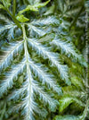 Pteris ensiformis ‘Evergemiensis Silver’ Silver Lace Fern for sale at TOMs FLOWer CLUB with elegant silver-variegated fronds in indoor setting.