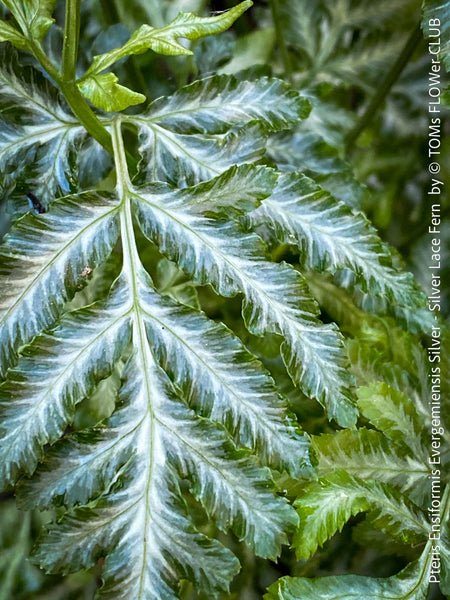 Pteris ensiformis ‘Evergemiensis Silver’ Silver Lace Fern for sale at TOMs FLOWer CLUB with elegant silver-variegated fronds in indoor setting.