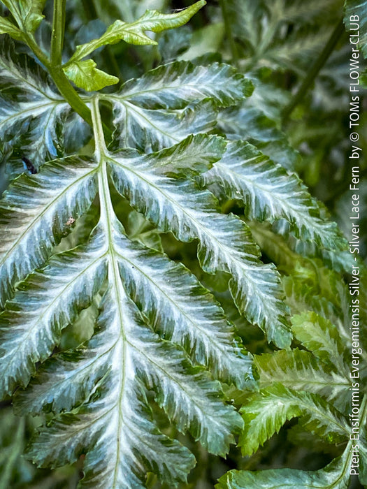 Pteris ensiformis ‘Evergemiensis Silver’ Silver Lace Fern for sale at TOMs FLOWer CLUB with elegant silver-variegated fronds in indoor setting.