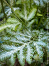 Modern indoor plant styling featuring Pteris Silver Lace Fern with luminous silver-green foliage for sale at TOMs FLOWer CLUB.