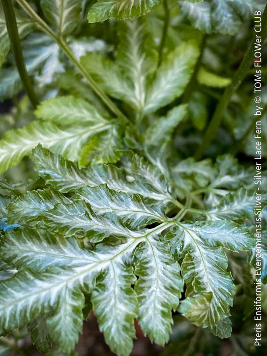 Modern indoor plant styling featuring Pteris Silver Lace Fern with luminous silver-green foliage for sale at TOMs FLOWer CLUB.