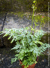 Detailed view of rare variegated Silver Lace Fern fronds, Pteris ensiformis Evergemiensis Silver for sale at TOMs FLOWer CLUB.