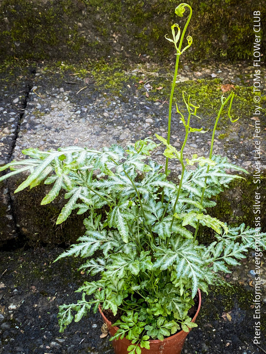 Detailed view of rare variegated Silver Lace Fern fronds, Pteris ensiformis Evergemiensis Silver for sale at TOMs FLOWer CLUB.