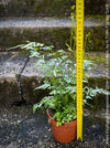 Decorative indoor Silver Lace Fern with finely cut fronds and bright variegation, Pteris ensiformis Evergemiensis Silver for sale at TOMs FLOWer CLUB.