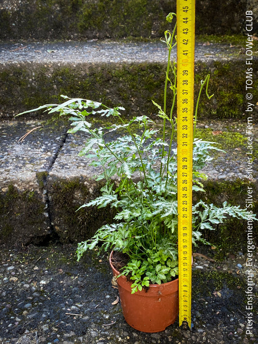 Decorative indoor Silver Lace Fern with finely cut fronds and bright variegation, Pteris ensiformis Evergemiensis Silver for sale at TOMs FLOWer CLUB.
