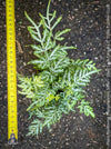 Compact tropical fern Pteris ensiformis Silver Lace Fern showing elegant arching fronds for sale at TOMs FLOWer CLUB.