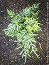 Close-up of silvery white and green lace-like foliage of Pteris Silver Lace Fern for sale at TOMs FLOWer CLUB.