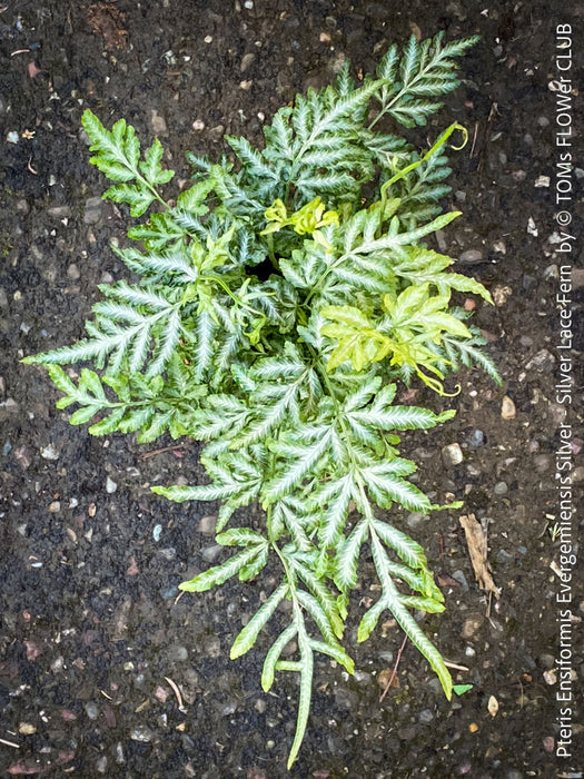 Close-up of silvery white and green lace-like foliage of Pteris Silver Lace Fern for sale at TOMs FLOWer CLUB.