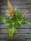 Pteris quadriaurita Tricolor, indoor fern for sale at TOMs FLOWer CLUB.