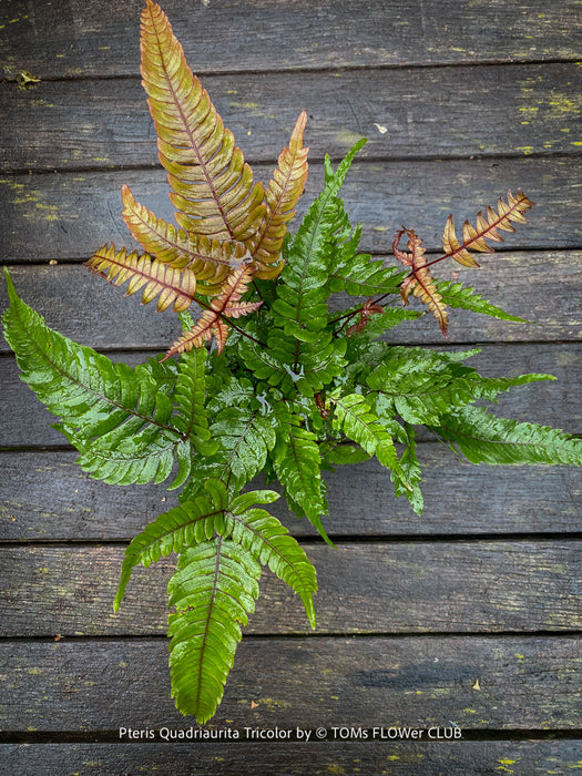 Pteris quadriaurita Tricolor, indoor fern for sale at TOMs FLOWer CLUB.