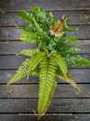Pteris quadriaurita ‘Tricolor’ tropical indoor fern with bronze-red young fronds, green foliage and purple midribs at TOMs FLOWer CLUB, Zurich, Switzerland