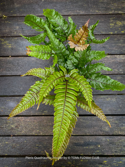 Pteris quadriaurita ‘Tricolor’ tropical indoor fern with bronze-red young fronds, green foliage and purple midribs at TOMs FLOWer CLUB, Zurich, Switzerland