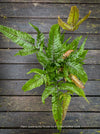Pteris quadriaurita ‘Tricolor’ tropical indoor fern with bronze-red young fronds, green foliage and purple midribs for sale at TOMs FLOWer CLUB, Zurich, Switzerland