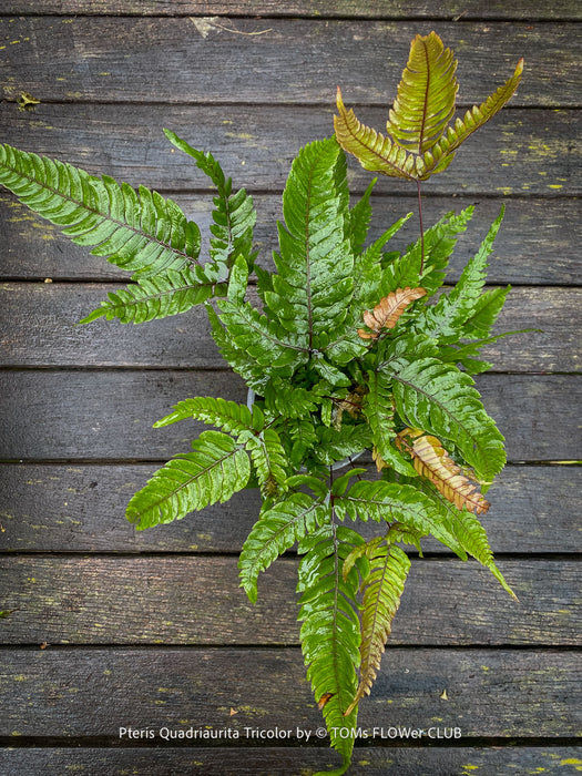 Pteris quadriaurita ‘Tricolor’ tropical indoor fern with bronze-red young fronds, green foliage and purple midribs for sale at TOMs FLOWer CLUB, Zurich, Switzerland