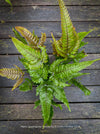 Organically grown Pteris quadriaurita ‘Tricolor’ tropical indoor fern with bronze-red young fronds, green foliage and purple midribs at TOMs FLOWer CLUB, Zurich, Switzerland