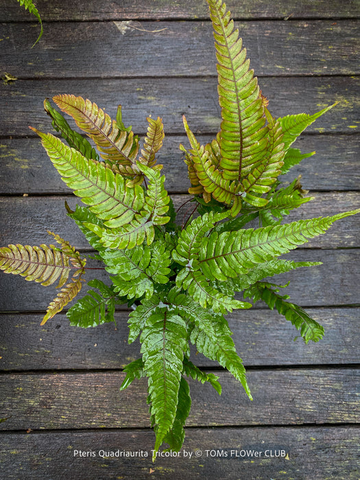 Organically grown Pteris quadriaurita ‘Tricolor’ tropical indoor fern with bronze-red young fronds, green foliage and purple midribs at TOMs FLOWer CLUB, Zurich, Switzerland