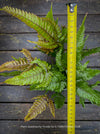 Mature Pteris quadriaurita ‘Tricolor’ tropical indoor fern with bronze-red young fronds, green foliage and purple midribs at TOMs FLOWer CLUB, Zurich, Switzerland