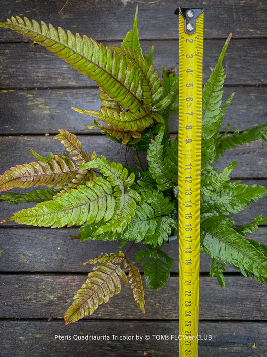 Mature Pteris quadriaurita ‘Tricolor’ tropical indoor fern with bronze-red young fronds, green foliage and purple midribs at TOMs FLOWer CLUB, Zurich, Switzerland