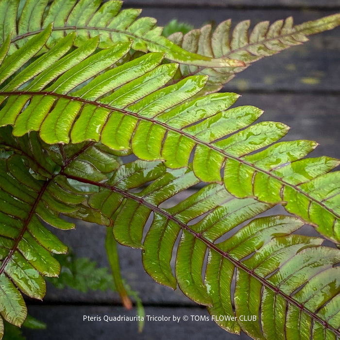 leaf detail of Pteris quadriaurita ‘Tricolor’ tropical indoor fern with bronze-red young fronds, green foliage and purple midribs at TOMs FLOWer CLUB, Zurich, Switzerland