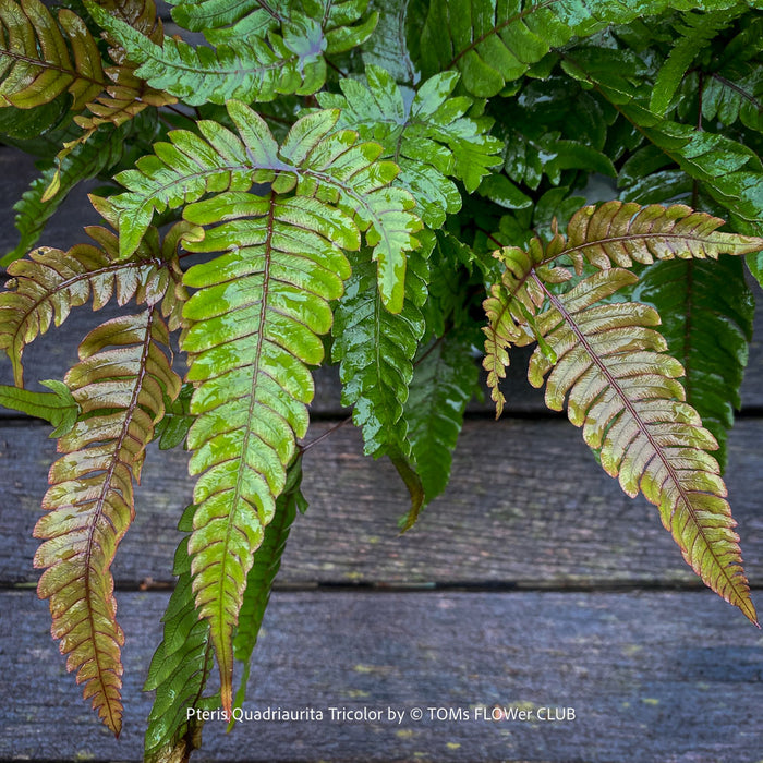 Leaf detail of Pteris quadriaurita ‘Tricolor’ tropical indoor fern with bronze-red young fronds, green foliage and purple midribs at TOMs FLOWer CLUB, Zurich, Switzerland
