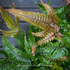 Pteris quadriaurita ‘Tricolor’ tropical indoor fern with bronze-red young fronds, green foliage and purple midribs at TOMs FLOWer CLUB, Zurich, Switzerland