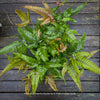 Pteris quadriaurita ‘Tricolor’ tropical indoor fern with bronze-red young fronds, green foliage and purple midribs at TOMs FLOWer CLUB, Zurich, Switzerland