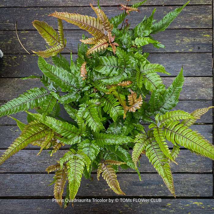 Pteris quadriaurita ‘Tricolor’ tropical indoor fern with bronze-red young fronds, green foliage and purple midribs at TOMs FLOWer CLUB, Zurich, Switzerland