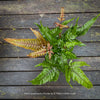 Pteris quadriaurita ‘Tricolor’ tropical indoor fern with bronze-red young fronds, green foliage and purple midribs at TOMs FLOWer CLUB, Zurich, Switzerland