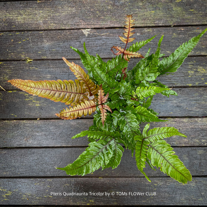 Pteris quadriaurita ‘Tricolor’ tropical indoor fern with bronze-red young fronds, green foliage and purple midribs at TOMs FLOWer CLUB, Zurich, Switzerland