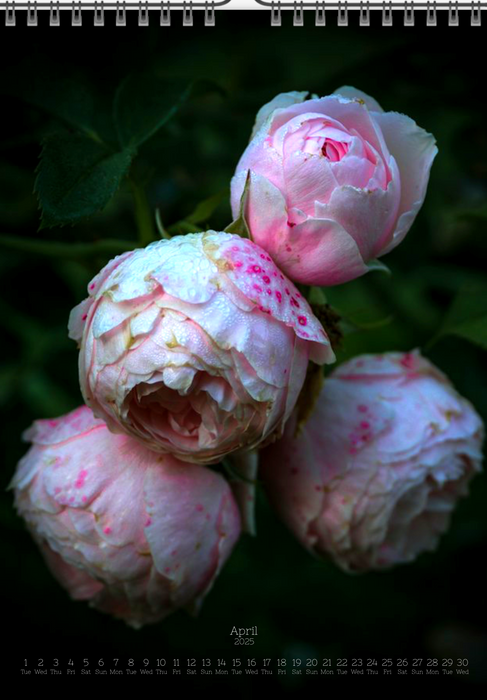 Tomas Rodak, Calendar 2025, Wandkalender 2025, rose, Rose, pink rose, pink , RUZE, Kalendar, New year, neues Jahr, Neujahr, Kalendar, for sale by TOMs FLOWer CLUB