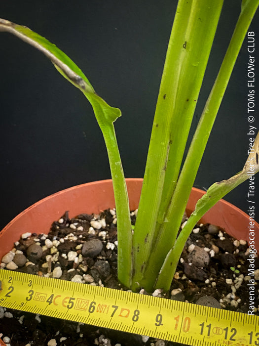 Ravenala Madagascariensis, Traveller's tree, Bird of paradise, Strelitzie, Paradiesvogelblume, organically grown tropical plants for sale at TOMs FLOWer CLUB.