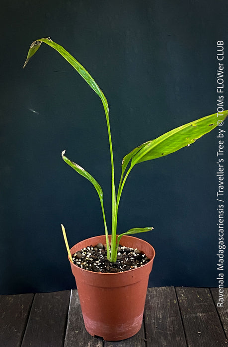 Ravenala Madagascariensis, Traveller's tree, Bird of paradise, Strelitzie, Paradiesvogelblume, organically grown tropical plants for sale at TOMs FLOWer CLUB.