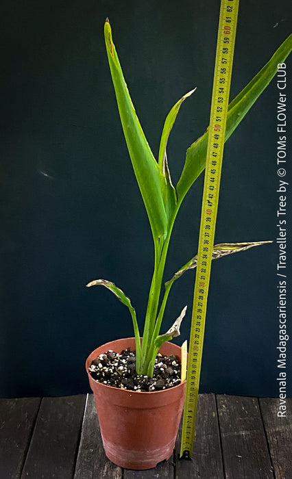 Ravenala Madagascariensis, Traveller's tree, Bird of paradise, Strelitzie, Paradiesvogelblume, organically grown tropical plants for sale at TOMs FLOWer CLUB.