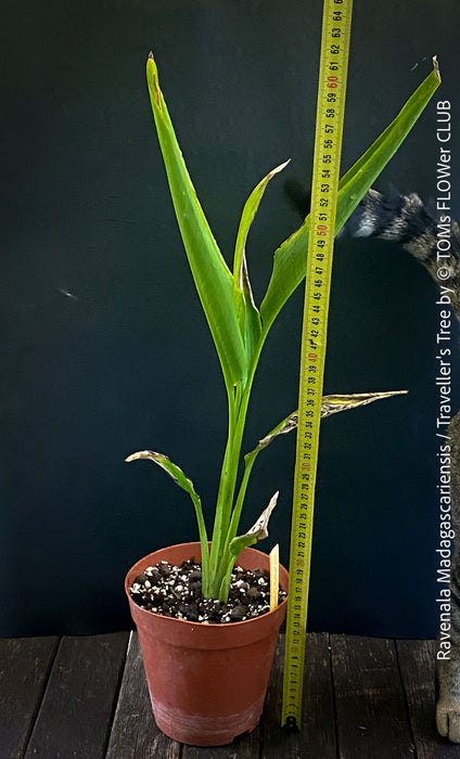 Ravenala Madagascariensis, Traveller's tree, Bird of paradise, Strelitzie, Paradiesvogelblume, organically grown tropical plants for sale at TOMs FLOWer CLUB.
